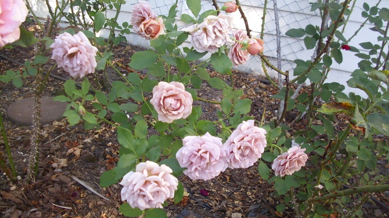 'Koko Loco (floribunda, Bedard, 2010)' rose, click to enlarge 'Koko Loco (floribunda, Bedard, 2010)' rose photo