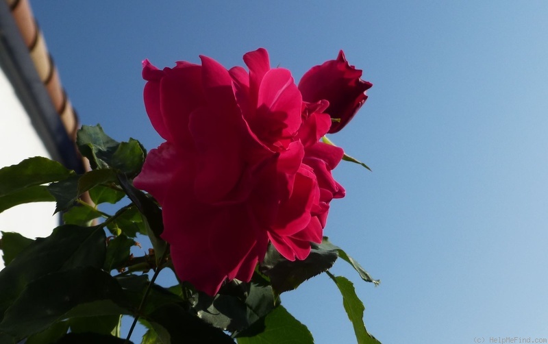 'Climbing General MacArthur' rose photo
