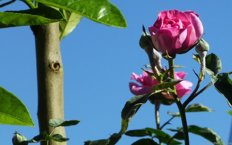 'St Elisabeth of Hungary' rose photo