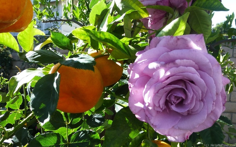 'Sweetness ™ (grandiflora, Zary 2008)' rose photo