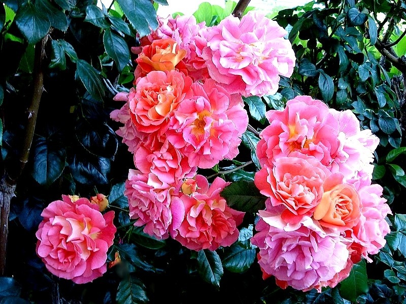 'Joli Tambour' rose photo