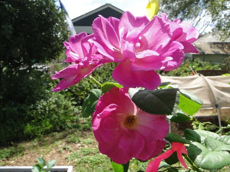 'RaeMae Renae' rose photo