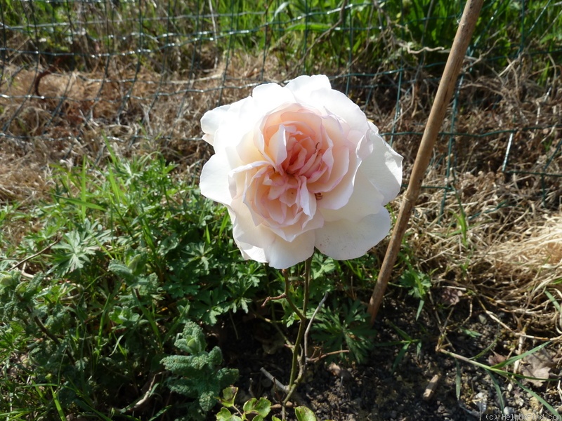 'Abricoté' rose photo