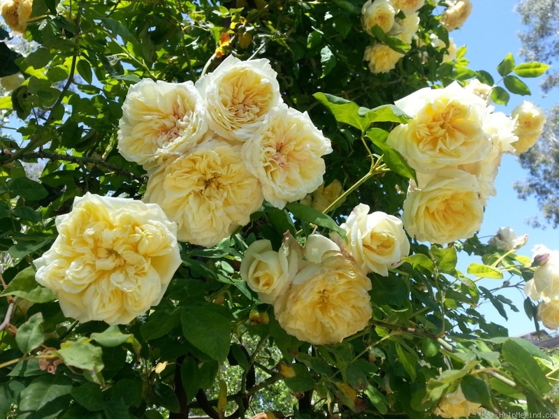 'Céline Forestier (Tea Noisette, Trouillard, 1842)' rose photo