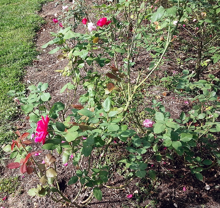 'Souvenir of Wootton' rose photo
