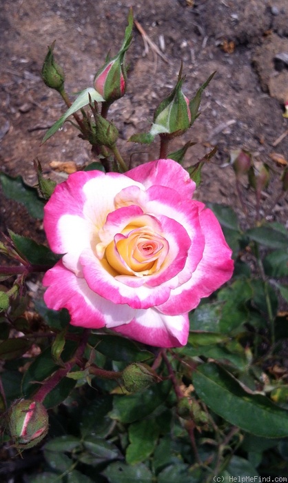 'Luscious Lucy ™' rose photo