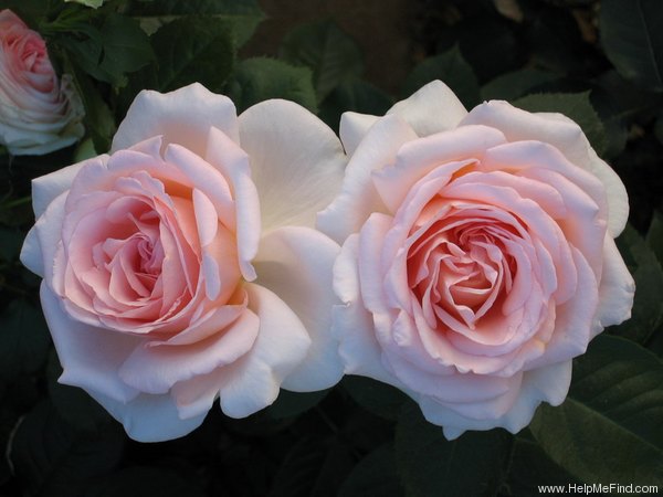 'Betty White ™' rose photo