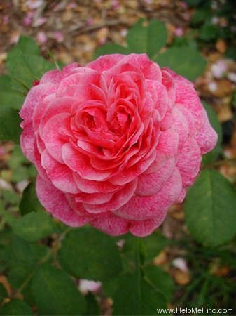 'Morden Ruby' rose photo