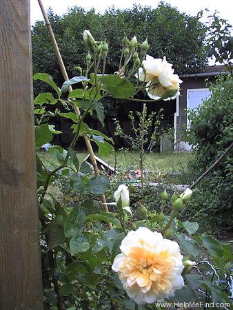 'Alister Stella Gray (noisette, Gray 1894)' rose photo