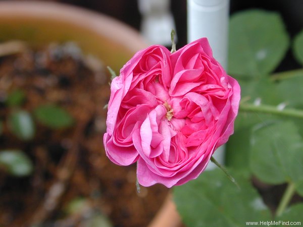 'Amanda Patenotte' rose photo