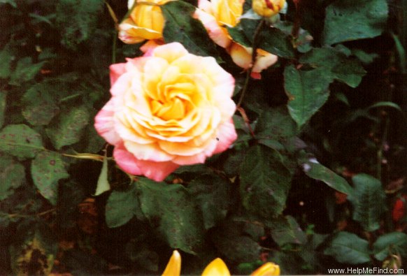 'Tropical Sunset ™ (hybrid tea, McGredy, 1988)' rose photo