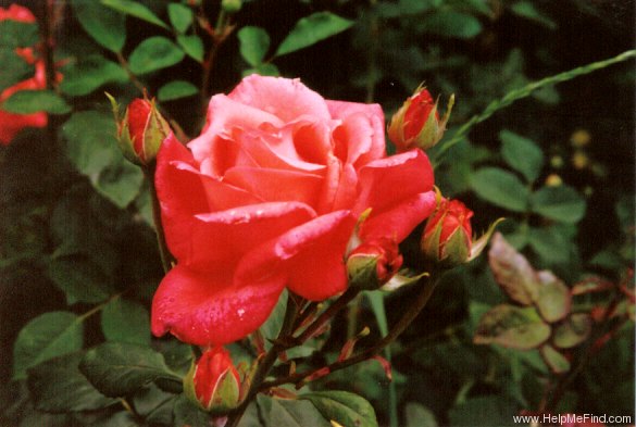 'Spice Twice ™' rose photo