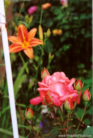'Spice Twice ™' rose photo