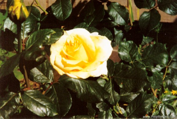 'Aperitif ® (hybrid tea, McGredy 1988)' rose, click to enlarge 'Aperitif ® (hybrid tea, McGredy 1988)' rose photo