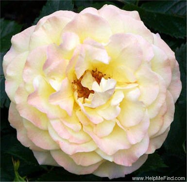 'Rugelda ®' rose photo