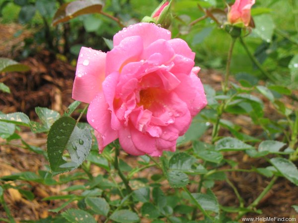 'AC Marie-Victorin' rose photo