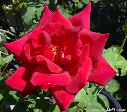 'Avon ® (hybrid tea, Morey, 1961)' rose photo