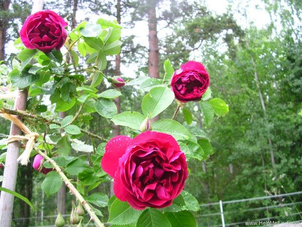 'Mrs. Anthony Waterer' rose, click to enlarge 'Mrs. Anthony Waterer' rose photo