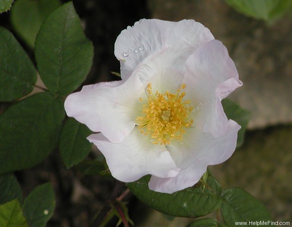'<i>Rosa</i> x <i>richardii</i>' rose photo