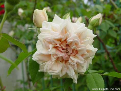 'Rêve d'Or' rose photo