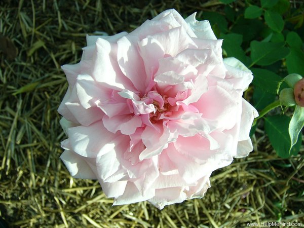 'La France' rose photo