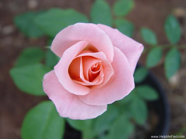 'Cupid's Charm' rose photo