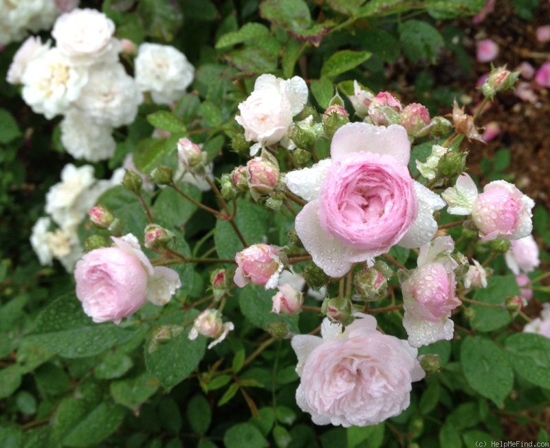 'Miss Crabtree' rose photo