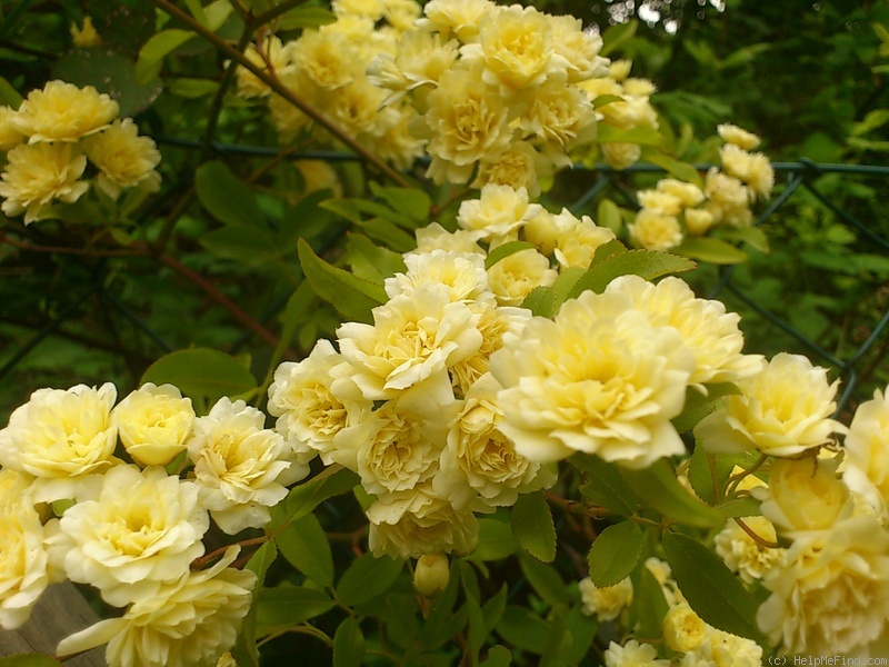 'Lutea (banksiae)' rose photo