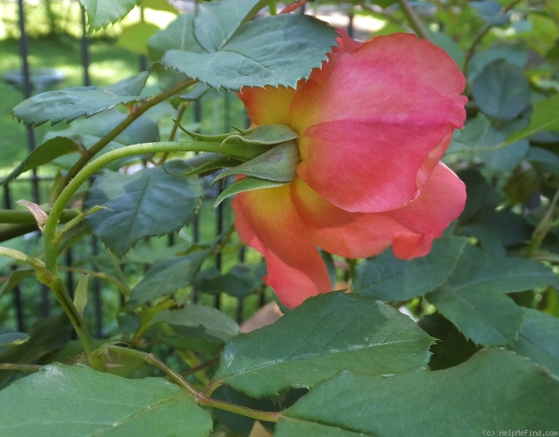 'Morning Mist (shrub, Austin, 1996)' rose photo