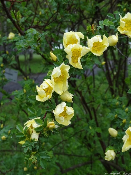 'Pteragonis' rose photo