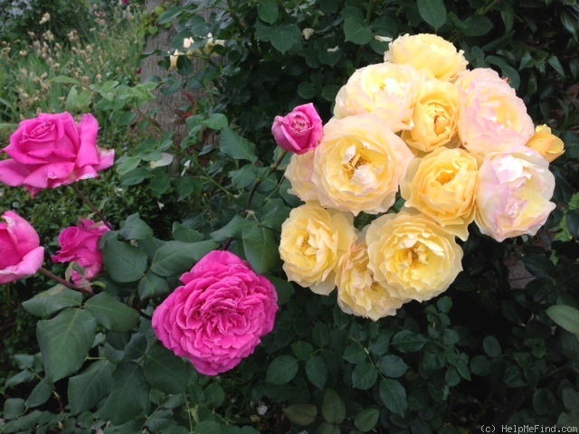 'Graham Thomas' rose photo