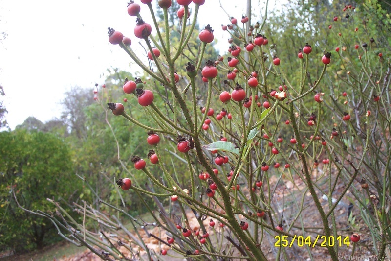 'Orléans Rose' rose photo