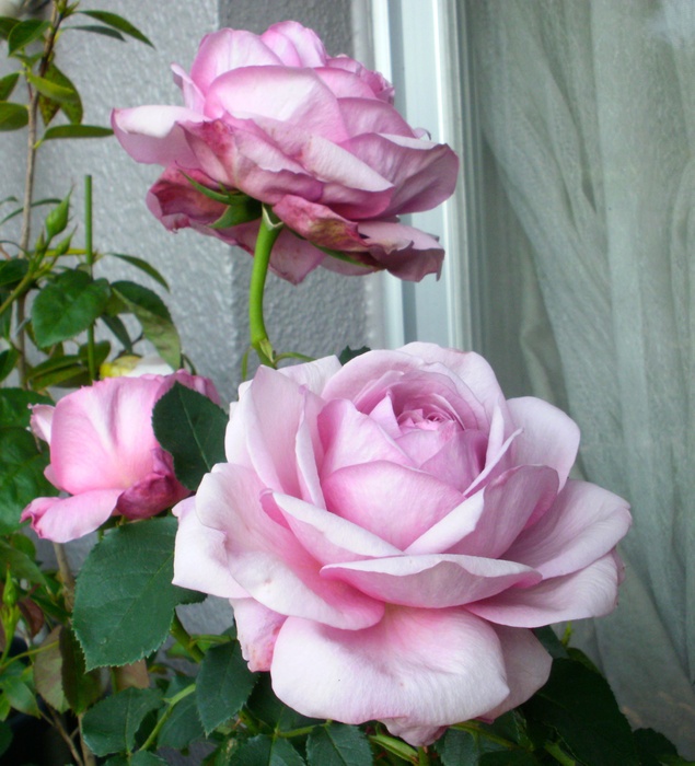 'Lilac Rose (English rose, Austin 1990)' rose photo