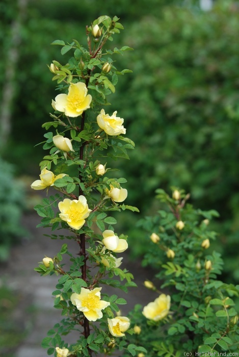 'R. hugonis' rose photo