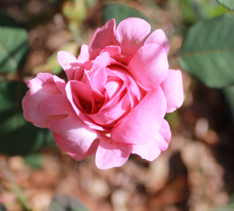 'J. Otto Thilow, Cl.' rose photo