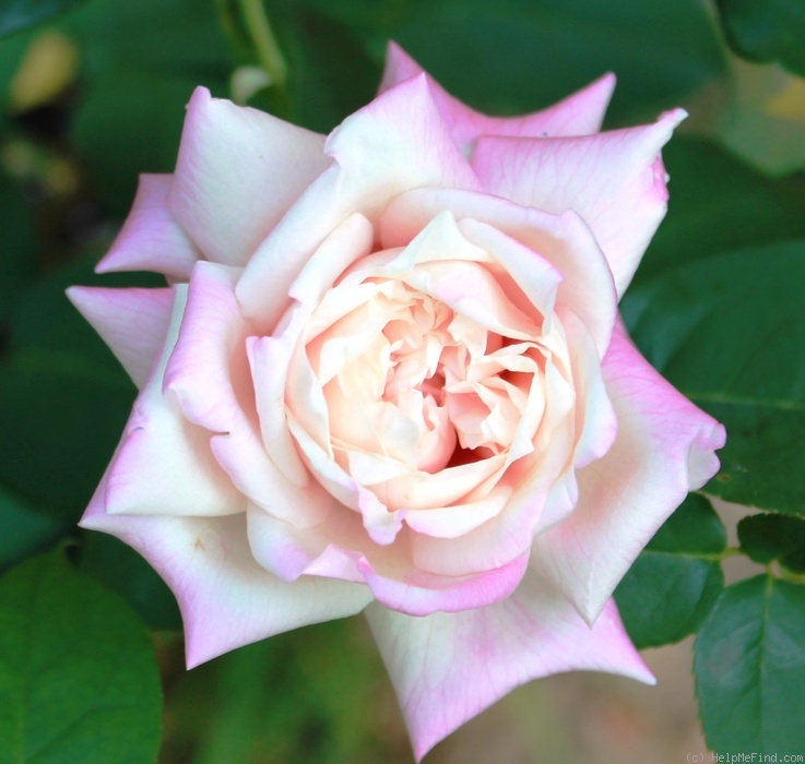'Anna Jung' rose photo