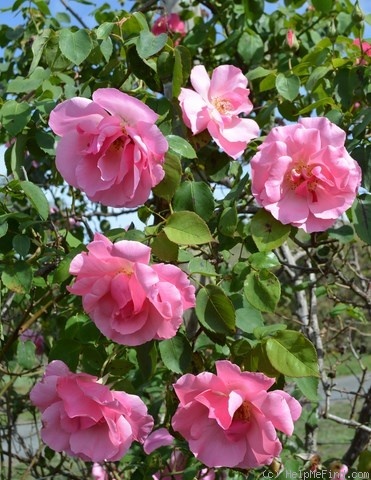 'Cicely Lascelles' rose photo