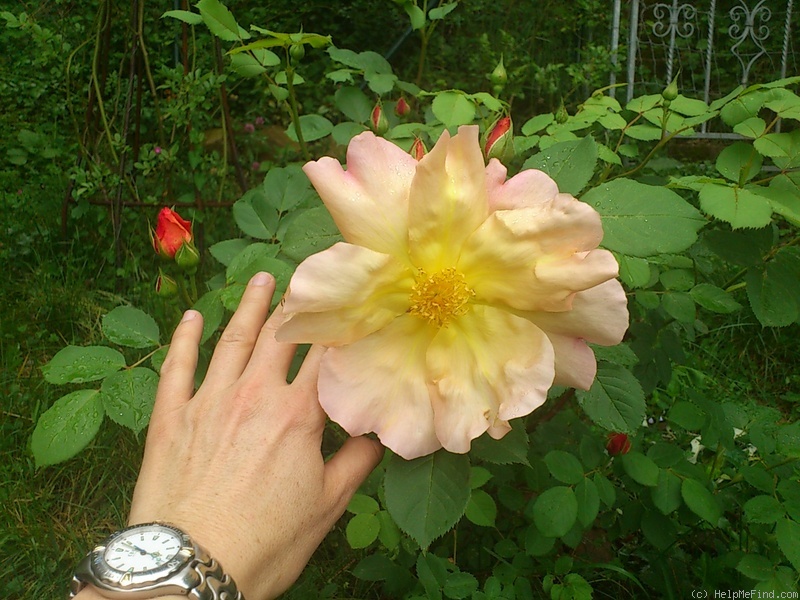 'Fighting Temeraire ®' rose photo