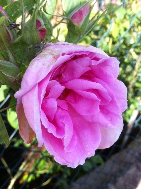 'York and Lancaster' rose photo