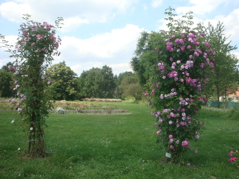 'Himmelsauge' rose photo