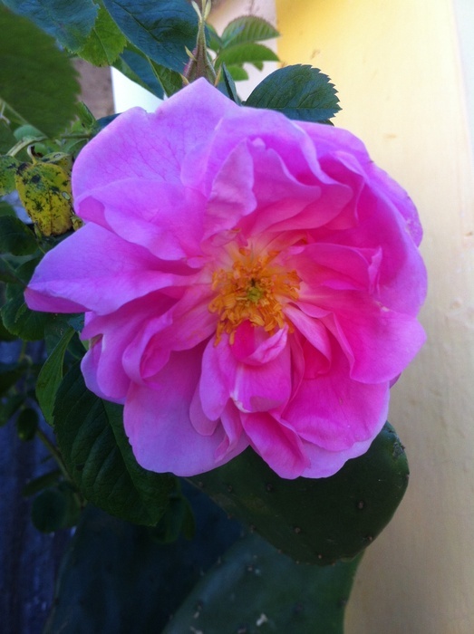 'R. gallica centifolia' rose photo