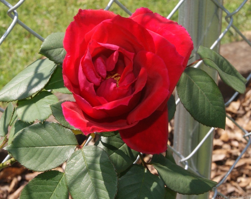 'Christopher Stone, Cl.,' rose, click to enlarge 'Christopher Stone, Cl.,' rose photo