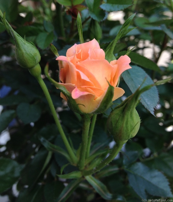 'Sweet Dream (miniflora, Fryer, 1987)' rose photo