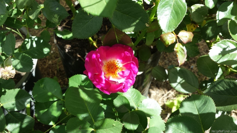 'Romayne' rose photo