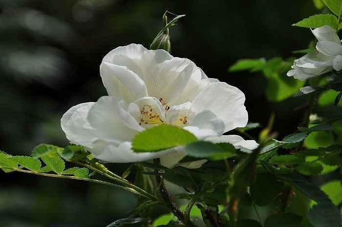 'Double Cream (hybrid Spinosissima, Wallace)' rose photo