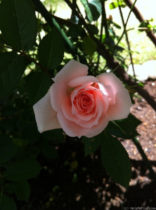 'Sayokyoku' rose photo