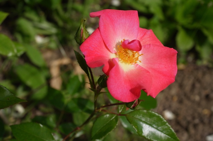 'Agatha (floribunda, Huber 2006)' rose photo