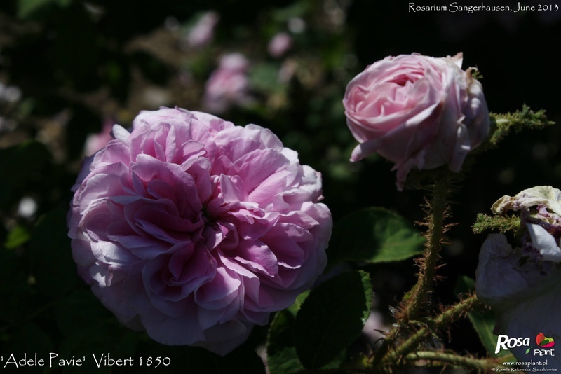 'Adèle Pavie (moss, Robert, 1851)' rose photo