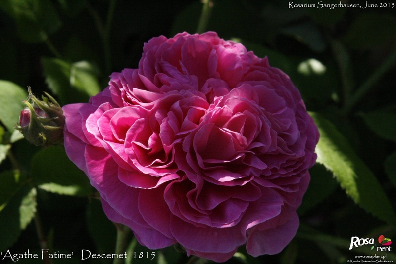 'Agathe Fatime' rose photo
