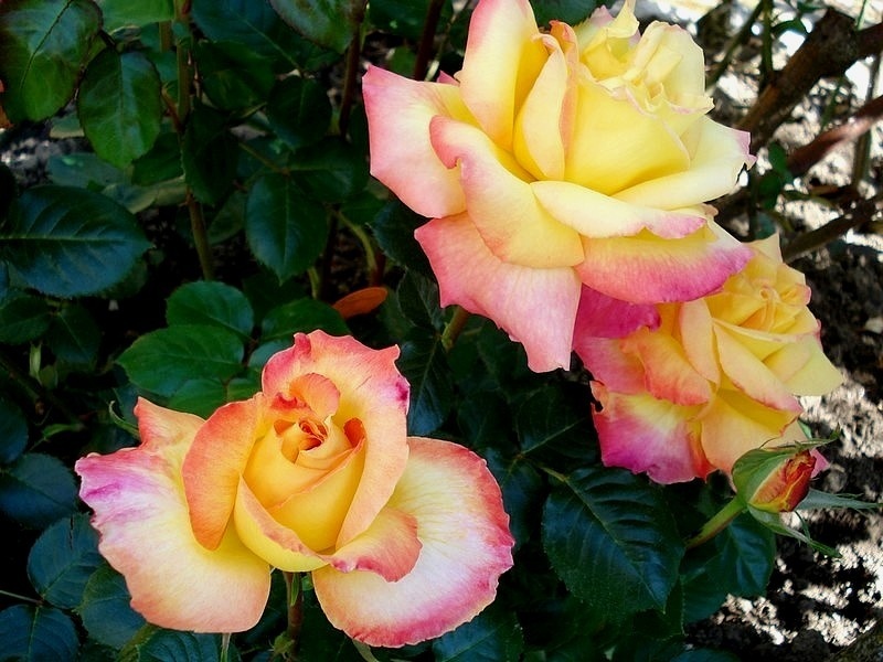 'Pullman Orient Express ®' rose, click to enlarge 'Pullman Orient Express ®' rose photo